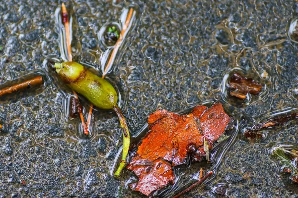 Yağmurdan sonra Sonbahar Gösterimler