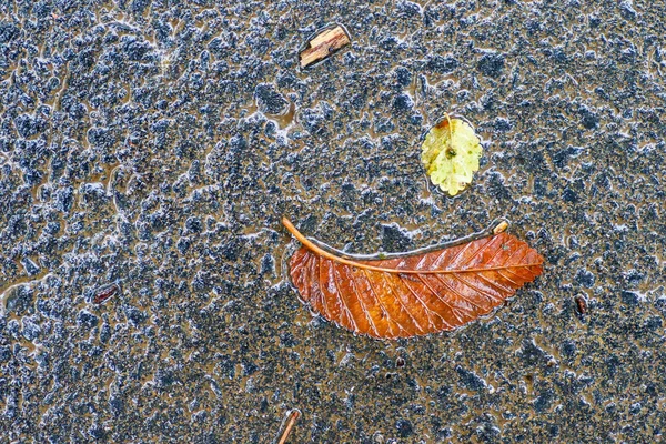 Autumn impressions after the rain — Stock Photo, Image