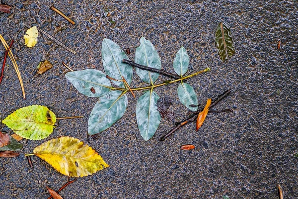 Yağmurdan sonra Sonbahar Gösterimler