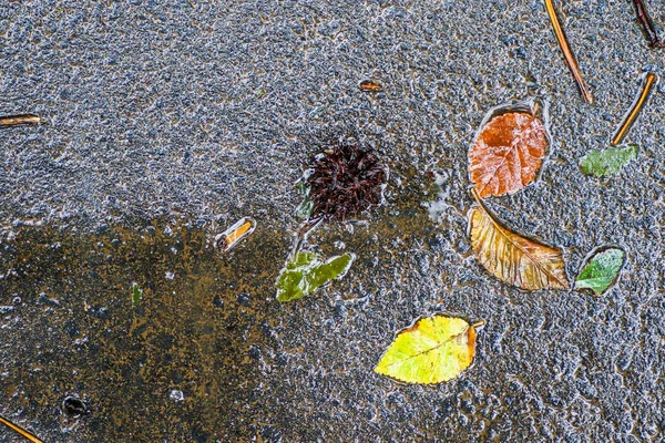 Impressioni autunnali dopo la pioggia — Foto Stock