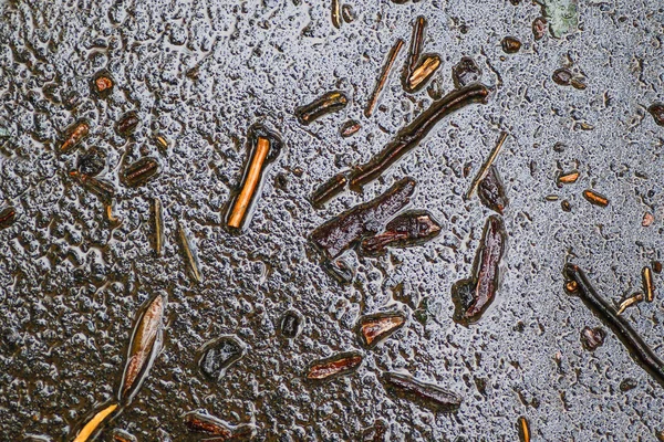 Yağmurdan sonra Sonbahar Gösterimler