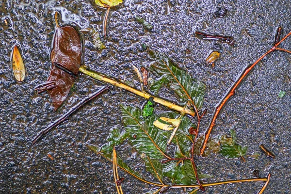 Yağmurdan sonra Sonbahar Gösterimler