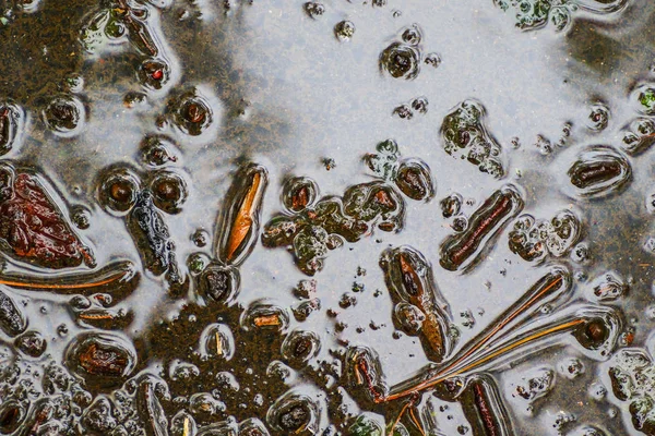 Yağmurdan sonra Sonbahar Gösterimler