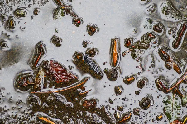 Yağmurdan sonra Sonbahar Gösterimler