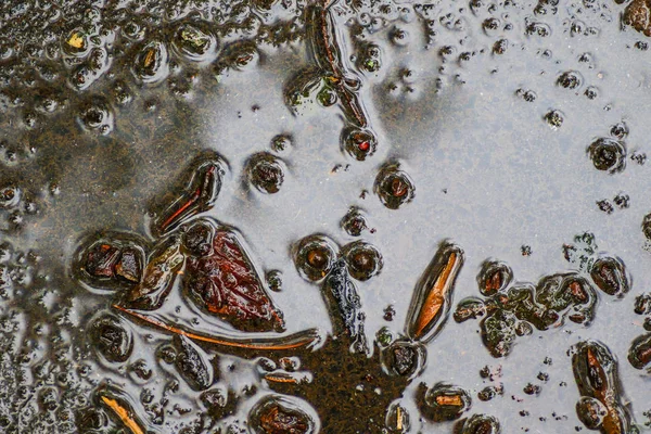 Yağmurdan sonra Sonbahar Gösterimler