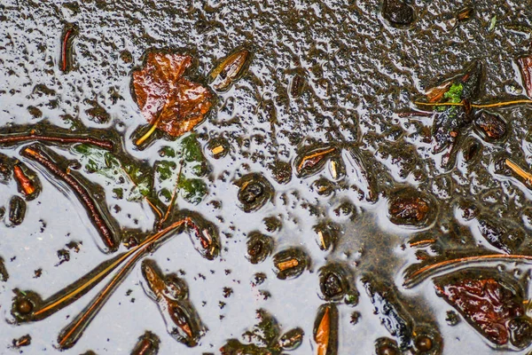 Yağmurdan sonra Sonbahar Gösterimler