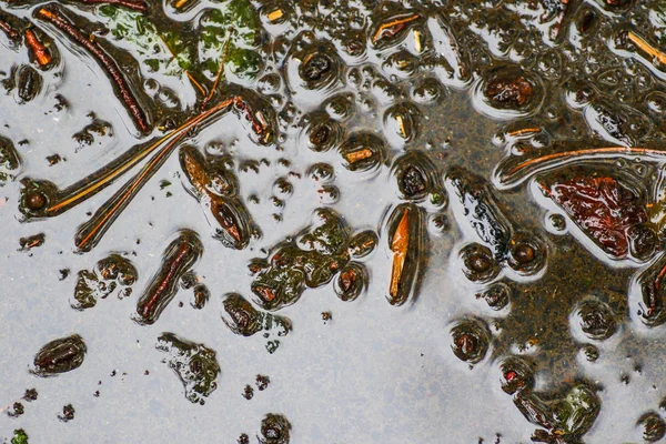 Yağmurdan sonra Sonbahar Gösterimler