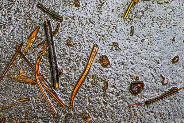 Yağmurdan sonra Sonbahar Gösterimler