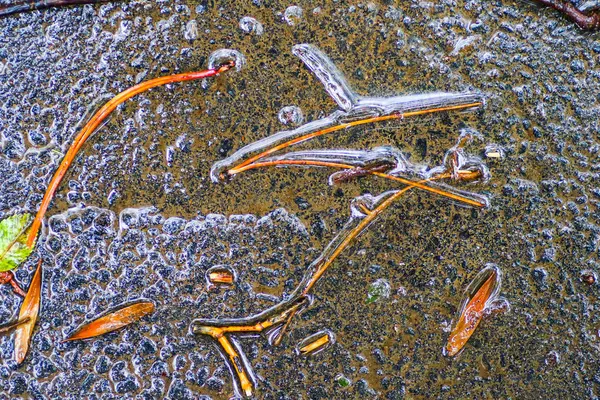 Yağmurdan sonra Sonbahar Gösterimler