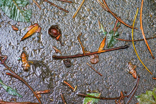 Yağmurdan sonra Sonbahar Gösterimler