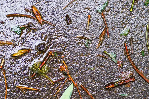 Yağmurdan sonra Sonbahar Gösterimler