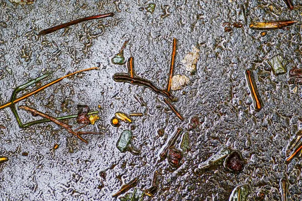 Yağmurdan sonra Sonbahar Gösterimler