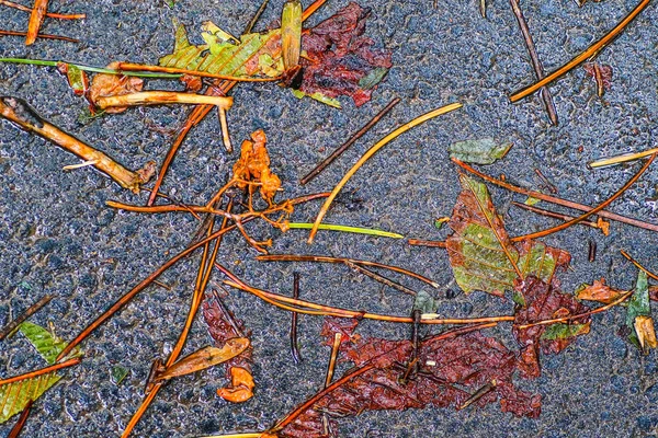 雨の後の秋の印象 — ストック写真