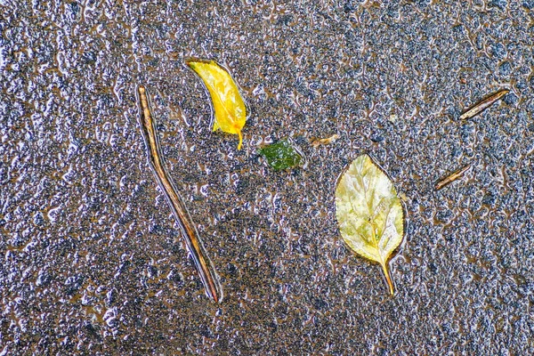 Yağmurdan sonra Sonbahar Gösterimler