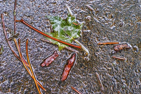 Yağmurdan sonra Sonbahar Gösterimler