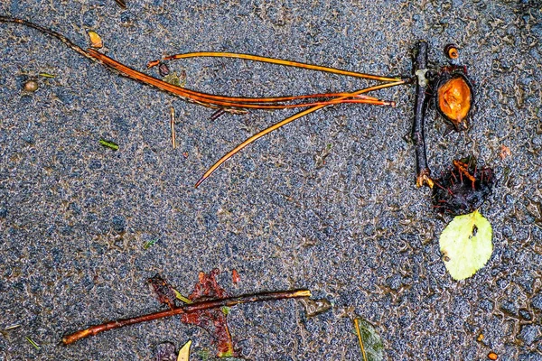 Yağmurdan sonra Sonbahar Gösterimler