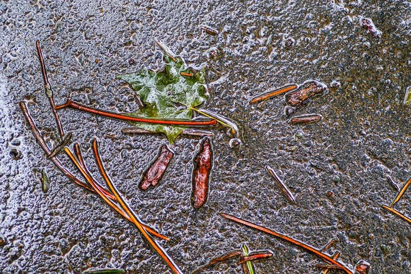 Yağmurdan sonra Sonbahar Gösterimler