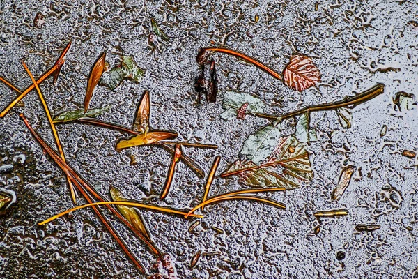 Yağmurdan sonra Sonbahar Gösterimler