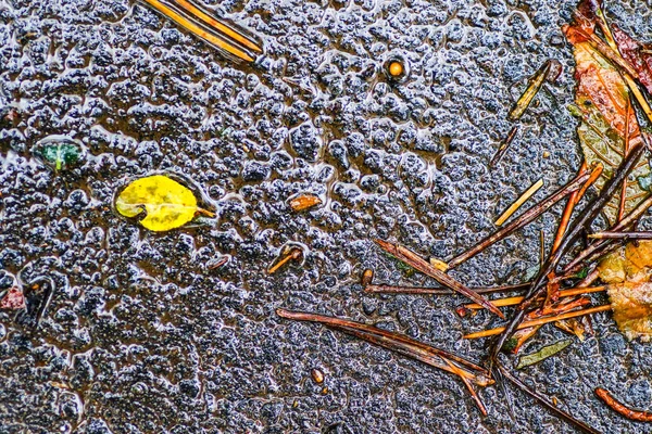 Yağmurdan sonra Sonbahar Gösterimler