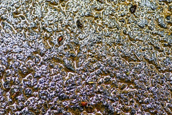 Yağmurdan sonra Sonbahar Gösterimler