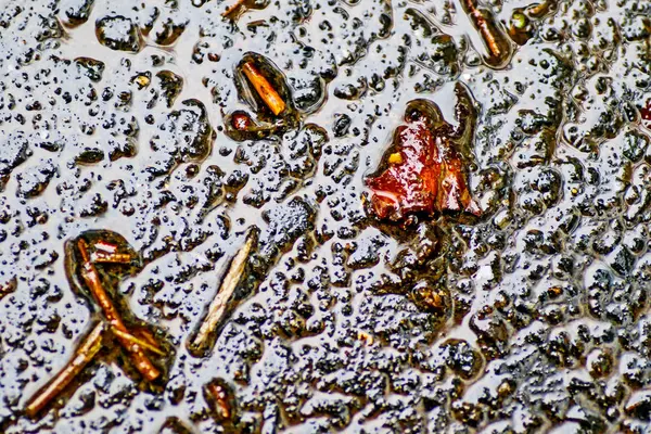 Yağmurdan sonra Sonbahar Gösterimler