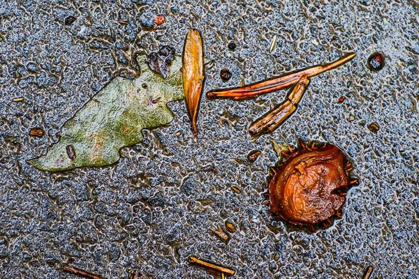 Yağmurdan sonra Sonbahar Gösterimler