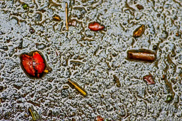 Yağmurdan sonra Sonbahar Gösterimler