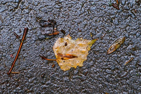 Autumn impressions after the rain — Stock Photo, Image