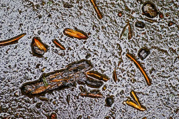 Yağmurdan sonra Sonbahar Gösterimler