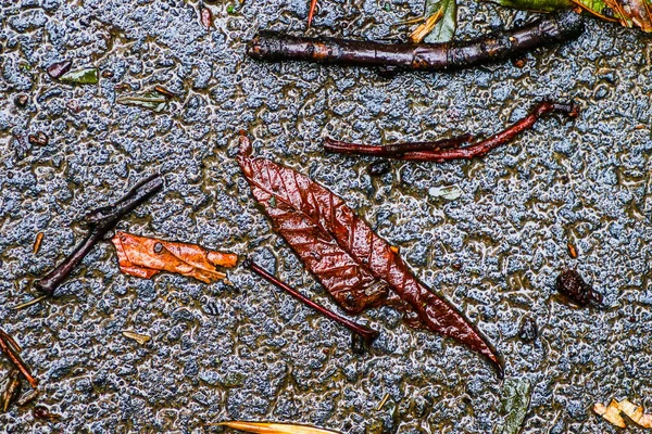 Yağmurdan sonra Sonbahar Gösterimler