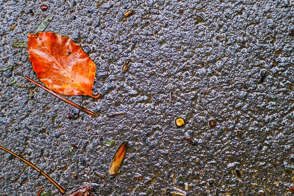 Autumn impressions after the rain — Stock Photo, Image