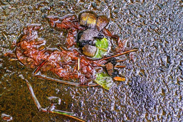 Yağmurdan sonra Sonbahar Gösterimler