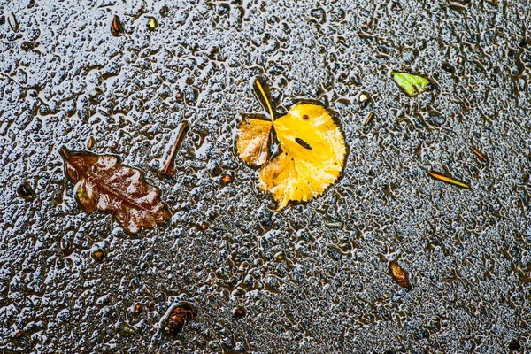 Осенние впечатления после дождя — стоковое фото