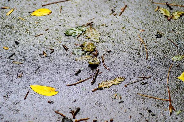 Yağmurdan sonra Sonbahar Gösterimler