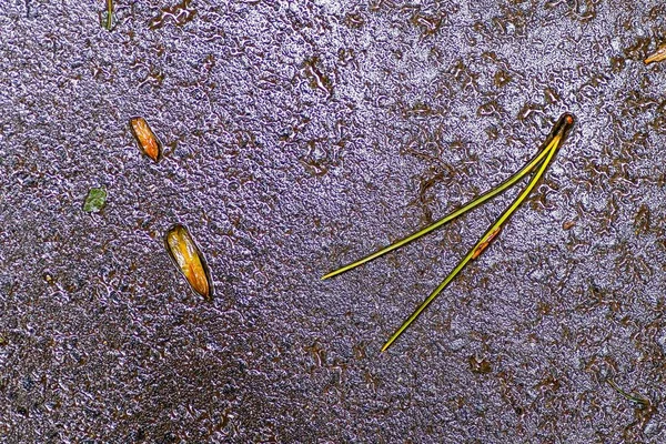 Yağmurdan sonra Sonbahar Gösterimler