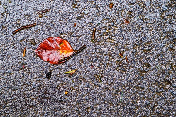 Impressions d'automne après la pluie — Photo