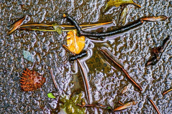 Yağmurdan sonra Sonbahar Gösterimler