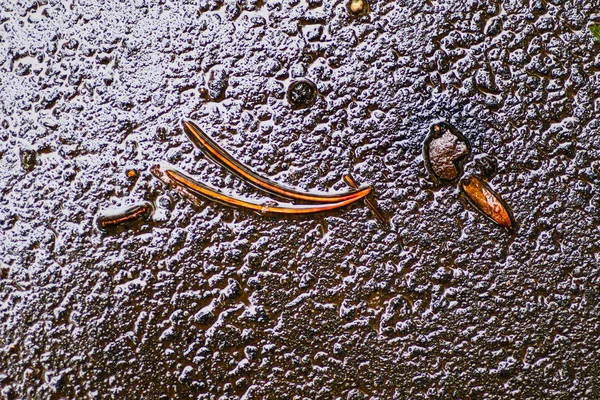 雨の後の秋の印象 — ストック写真