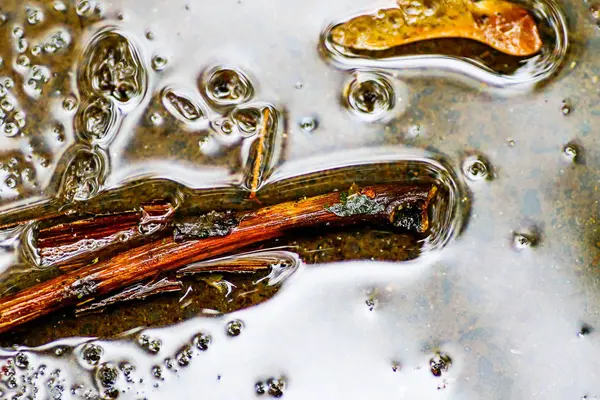 Yağmurdan sonra Sonbahar Gösterimler