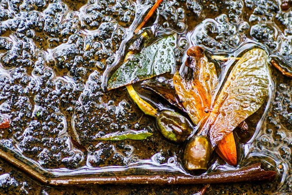 Yağmurdan sonra Sonbahar Gösterimler