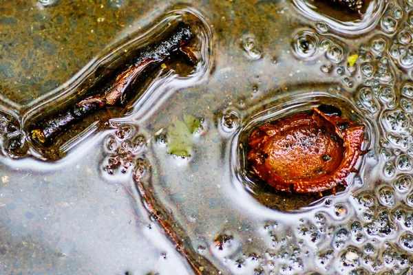 Yağmurdan sonra Sonbahar Gösterimler