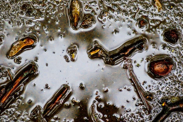 Yağmurdan sonra Sonbahar Gösterimler