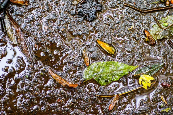 Yağmurdan sonra Sonbahar Gösterimler