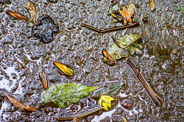 Yağmurdan sonra Sonbahar Gösterimler