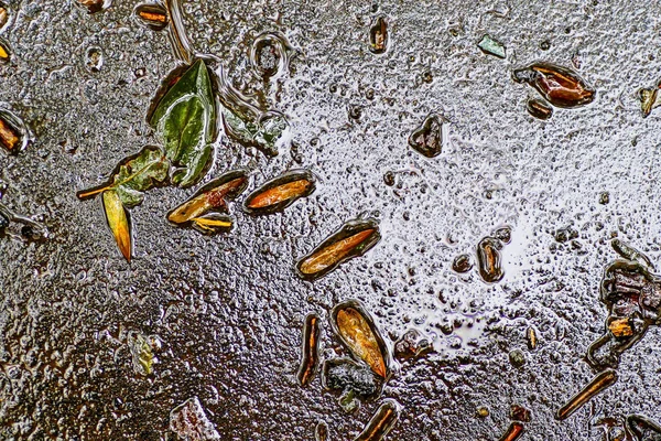 Yağmurdan sonra Sonbahar Gösterimler