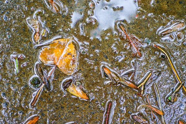 Yağmurdan sonra Sonbahar Gösterimler