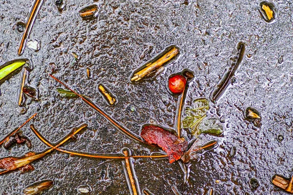 Yağmurdan sonra Sonbahar Gösterimler