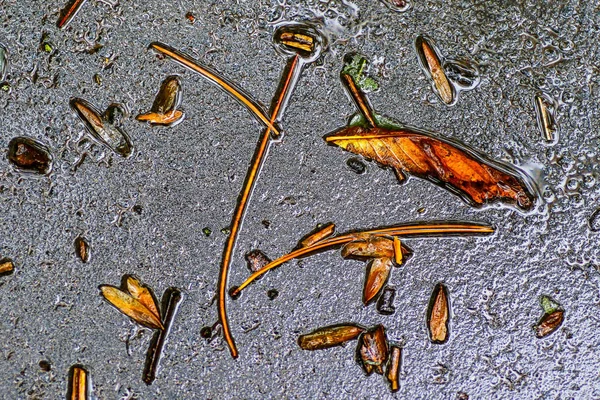 Yağmurdan sonra Sonbahar Gösterimler