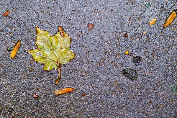 Impressões de outono após a chuva — Fotografia de Stock