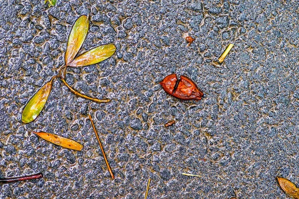 Yağmurdan sonra Sonbahar Gösterimler